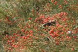 View full-size image Ephedra distachya