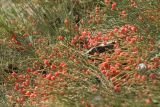 Ephedra distachya