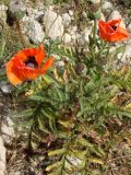 Papaver setiferum