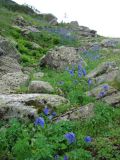 Aquilegia glandulosa. Цветущие растения. Западный Саян, Ергаки, окр. озера Горных Духов. Август 2008 г.