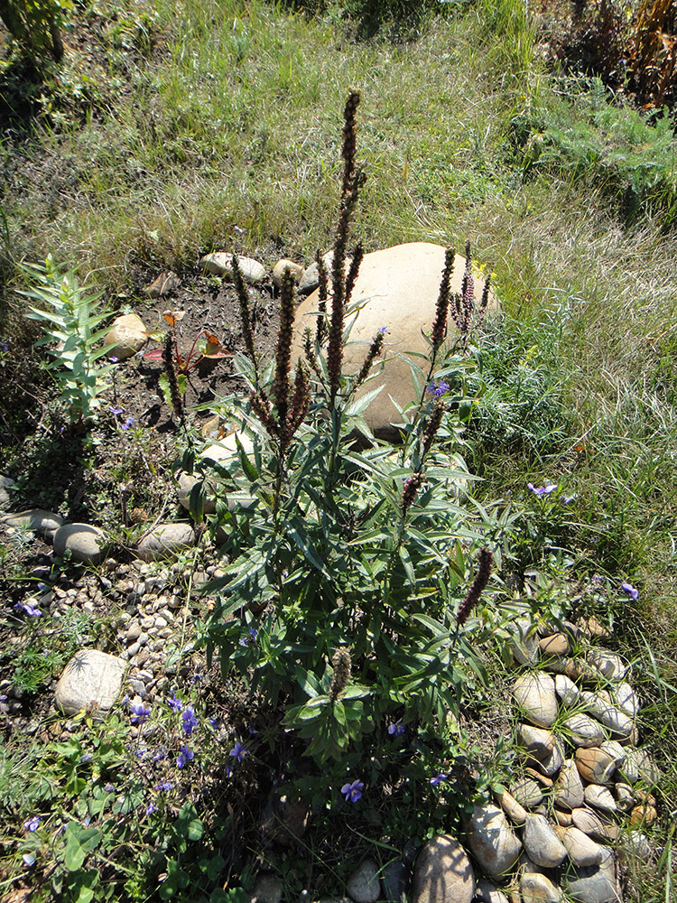 Image of Veronica longifolia specimen.