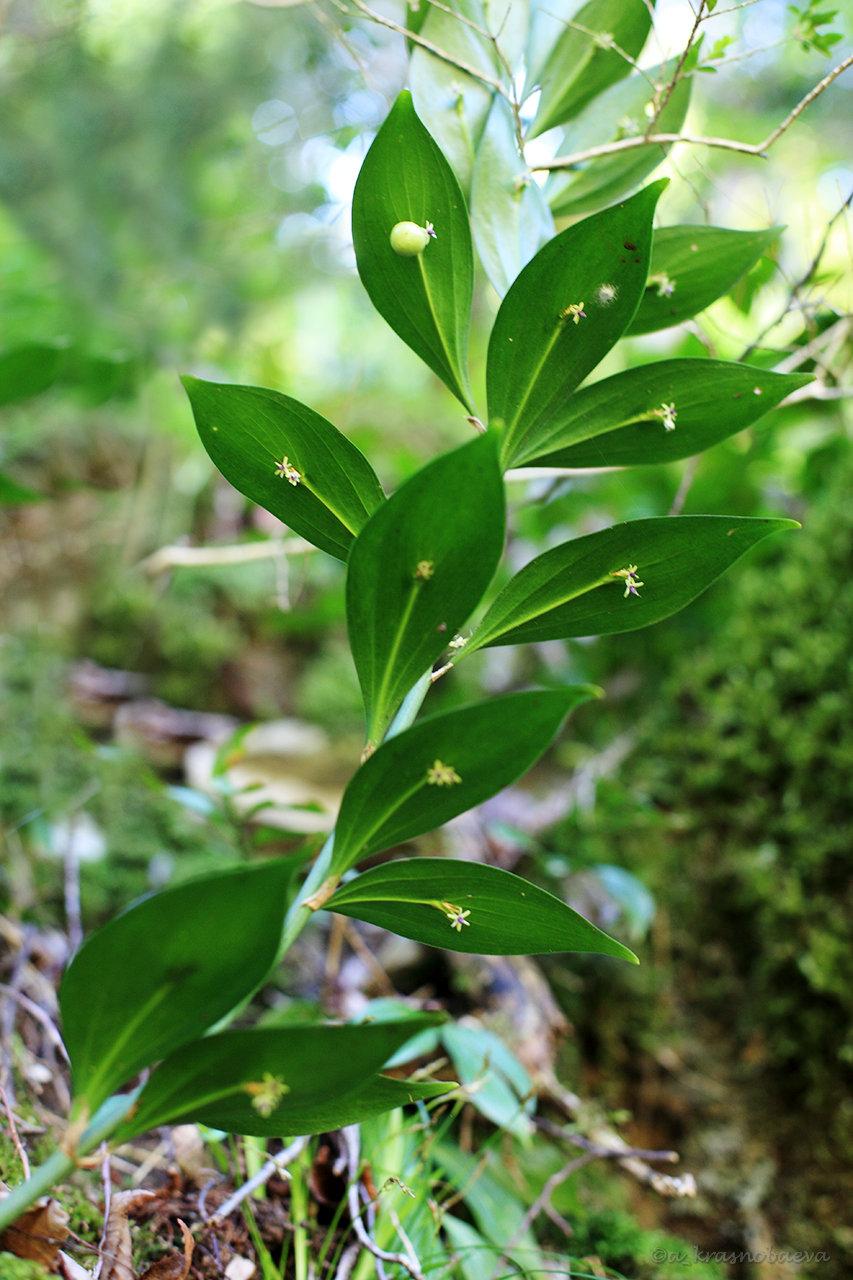 Image of Ruscus colchicus specimen.