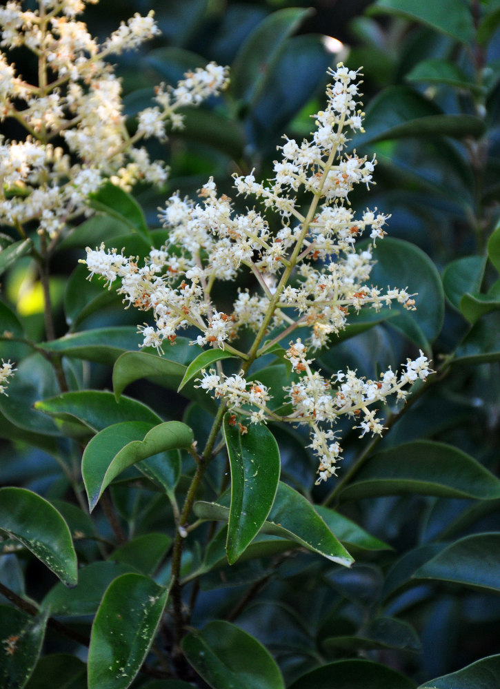 Изображение особи Ligustrum lucidum.