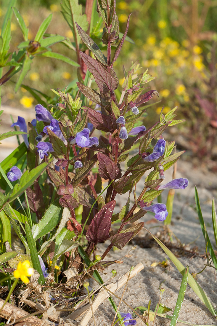 Image of Scutellaria galericulata specimen.