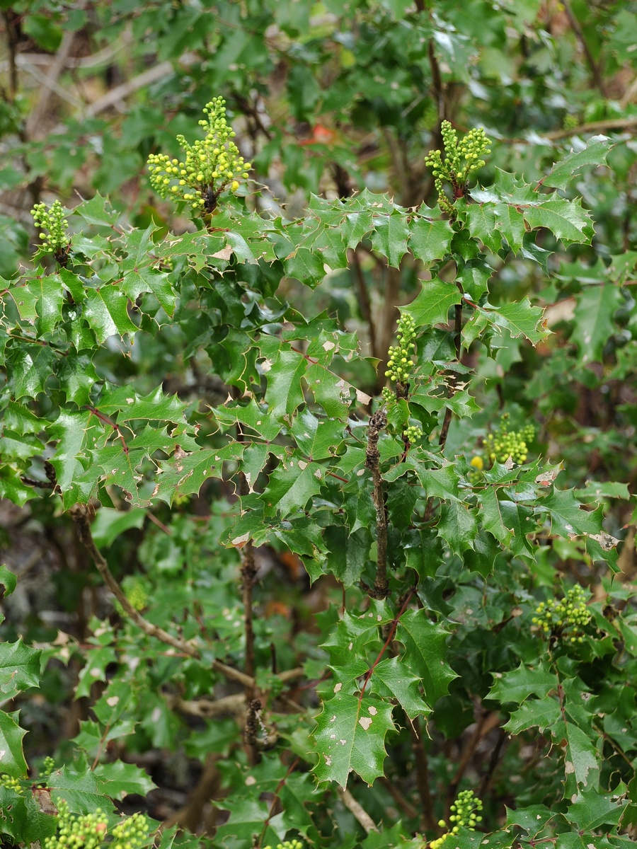 Изображение особи Mahonia pinnata.