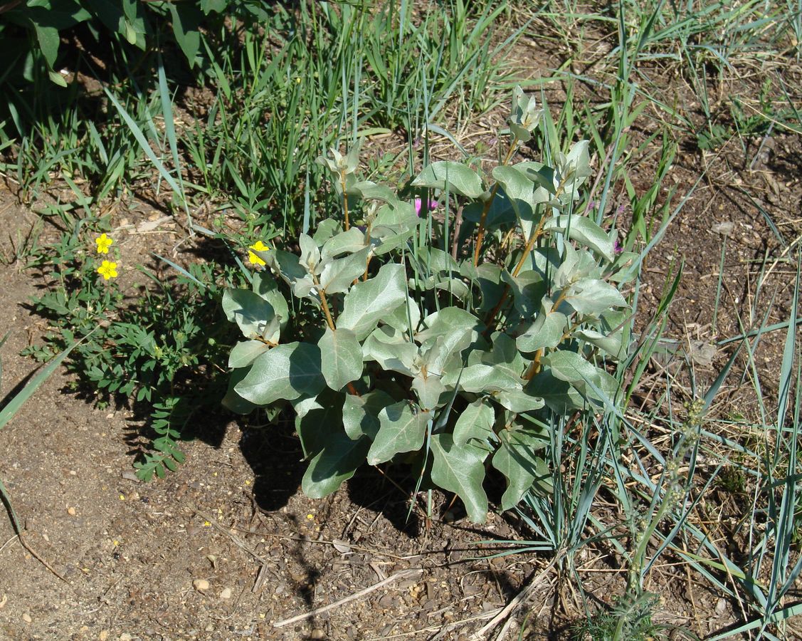 Image of Elaeagnus commutata specimen.