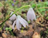 Scilla siberica