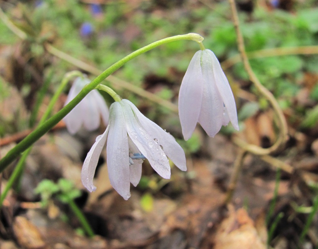 Image of Scilla siberica specimen.