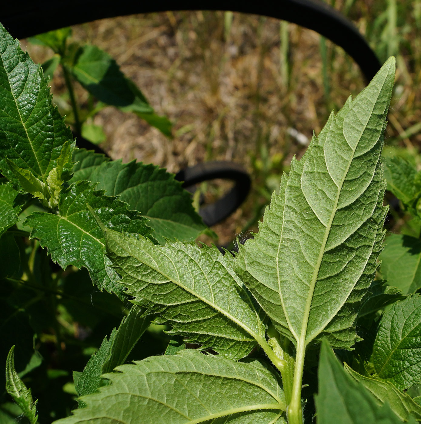 Image of Heliopsis helianthoides ssp. scabra specimen.