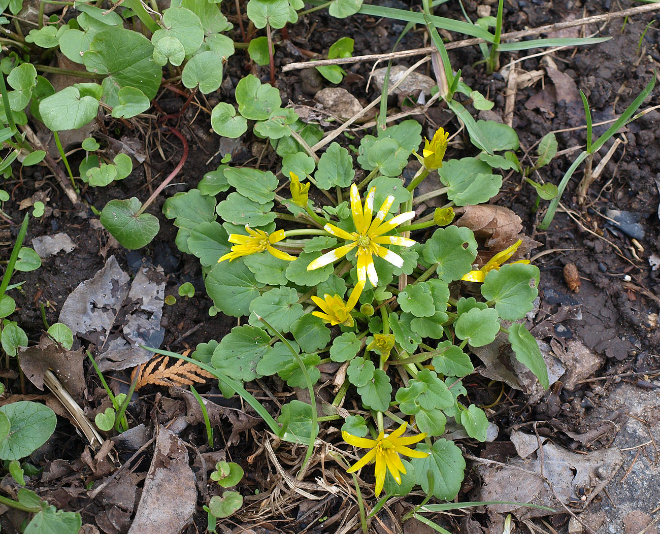 Image of Ficaria ficarioides specimen.