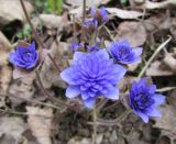 Hepatica nobilis