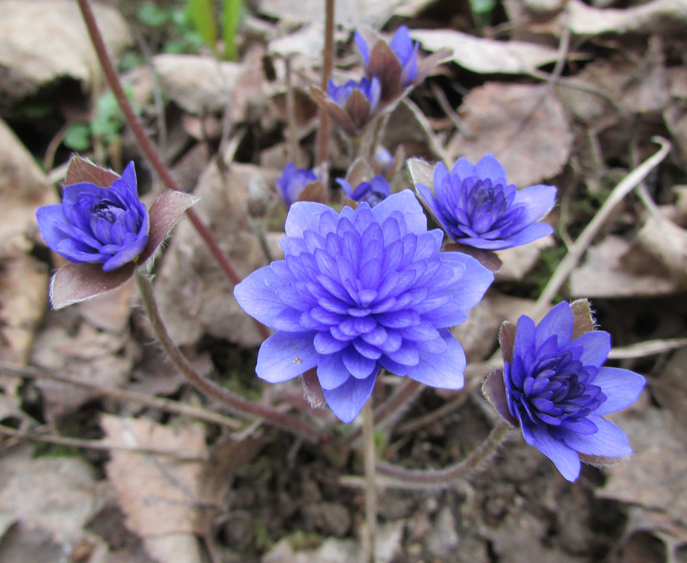 Image of Hepatica nobilis specimen.