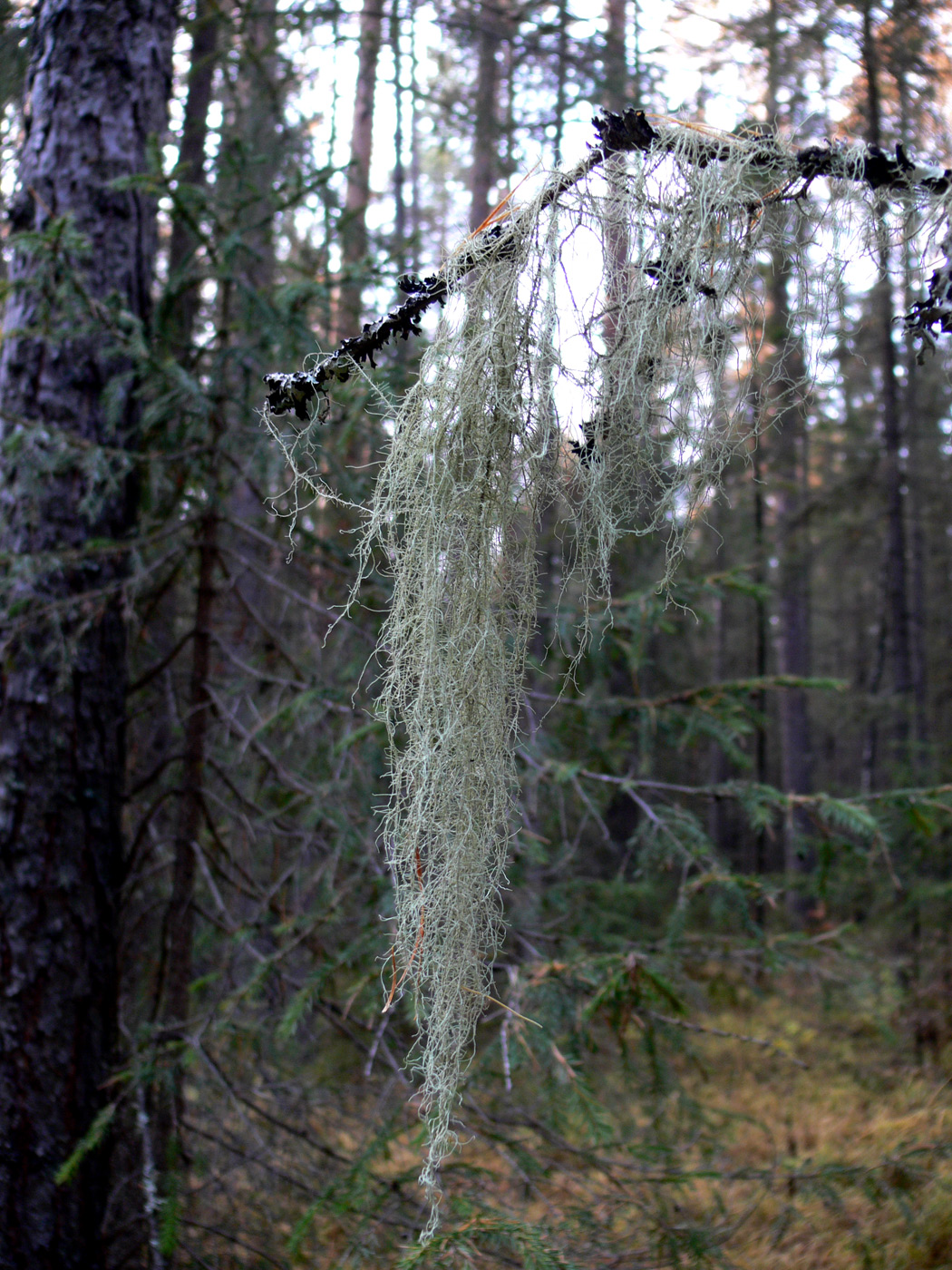 Image of Usnea barbata specimen.