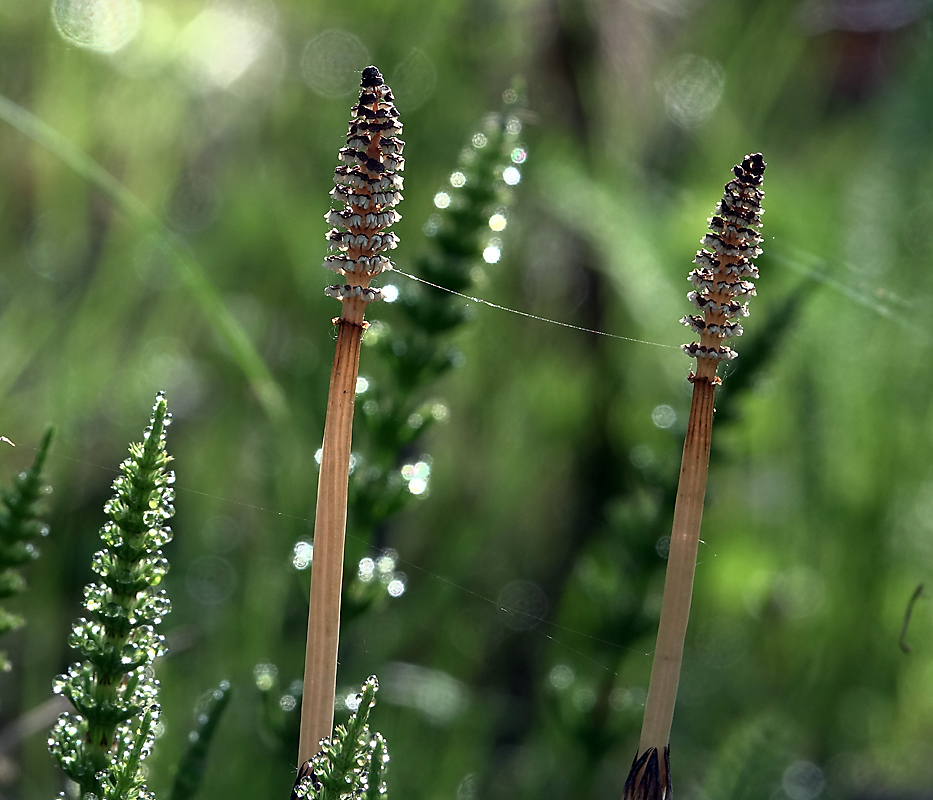 Изображение особи Equisetum arvense.