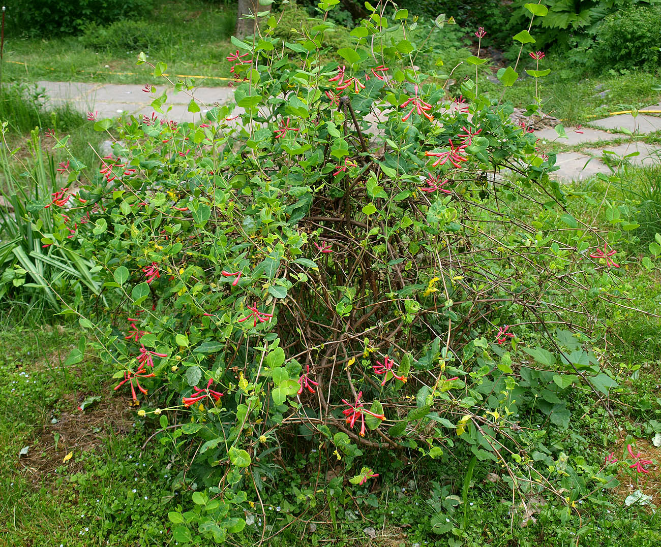 Image of Lonicera &times; brownii specimen.