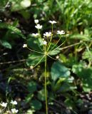 Androsace lactiflora