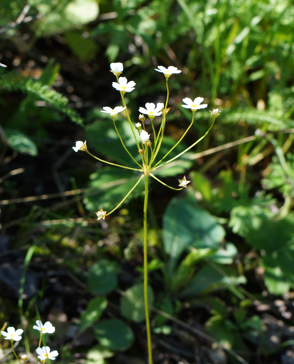Image of Androsace lactiflora specimen.