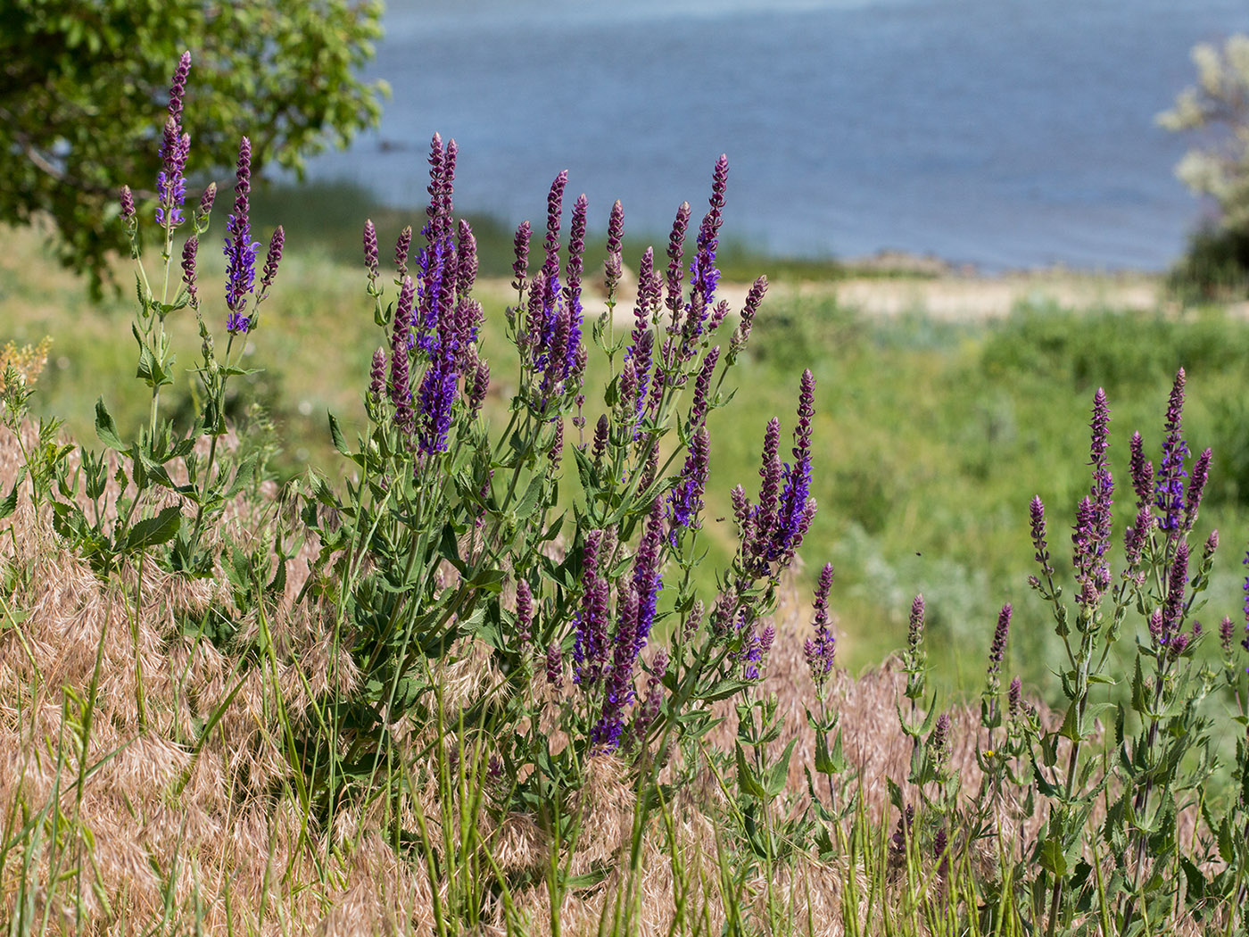 Изображение особи Salvia tesquicola.