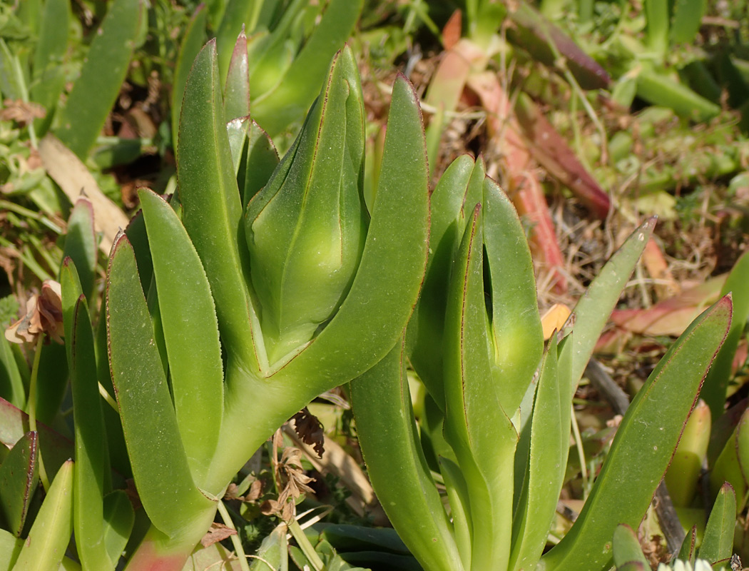 Изображение особи Carpobrotus edulis.