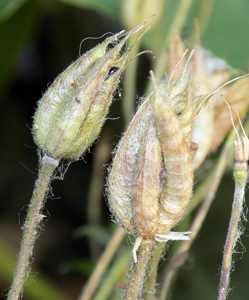 Image of Aquilegia vulgaris specimen.