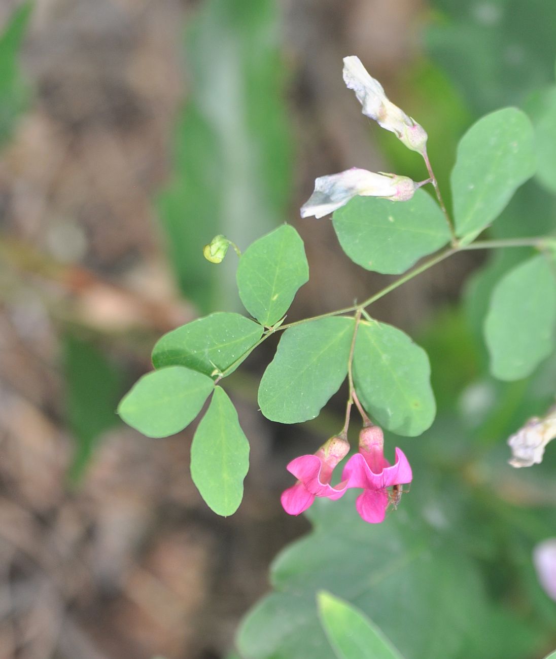 Image of Lathyrus roseus specimen.