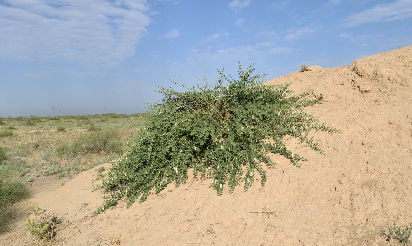 Изображение особи Capparis herbacea.