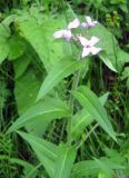 Hesperis sibirica