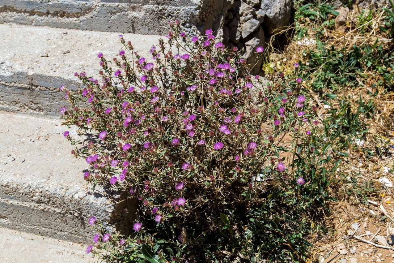 Image of Centaurea iberica specimen.