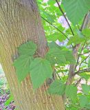 Acer × conspicuum. Часть ствола и ветвь с листьями. Польша, г. Рогов, арборетум, в культуре. 29.05.2018.