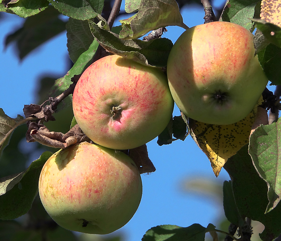 Изображение особи Malus domestica.