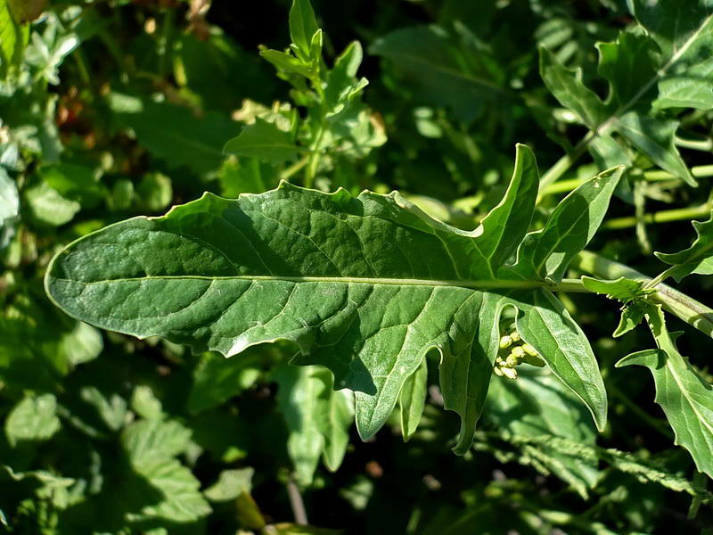 Image of Sisymbrium volgense specimen.