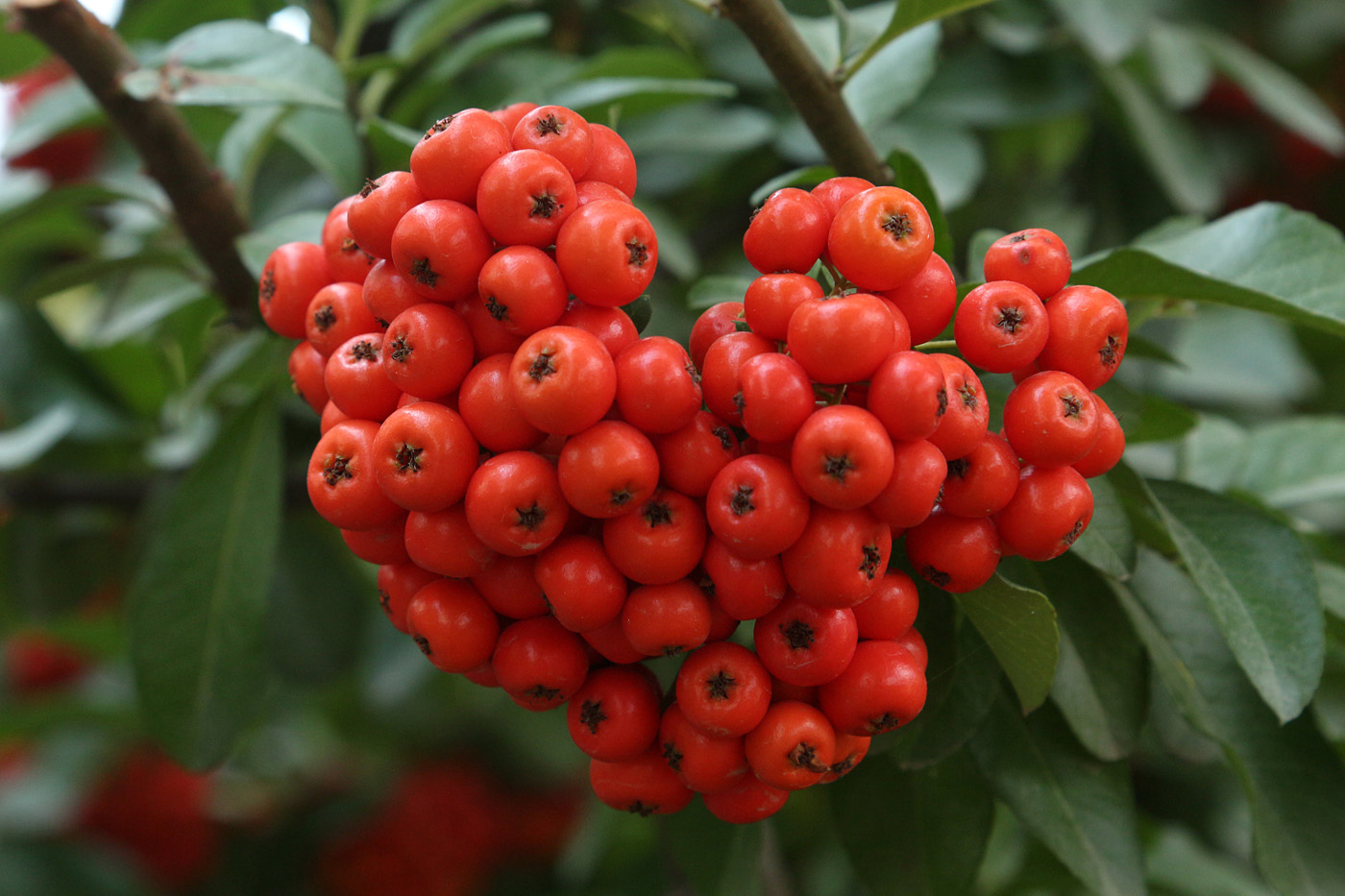 Изображение особи Pyracantha coccinea.