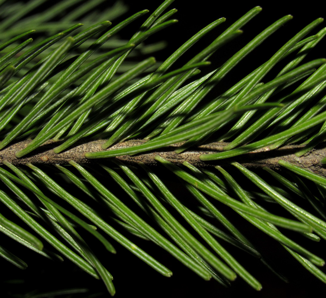 Image of Abies sibirica specimen.