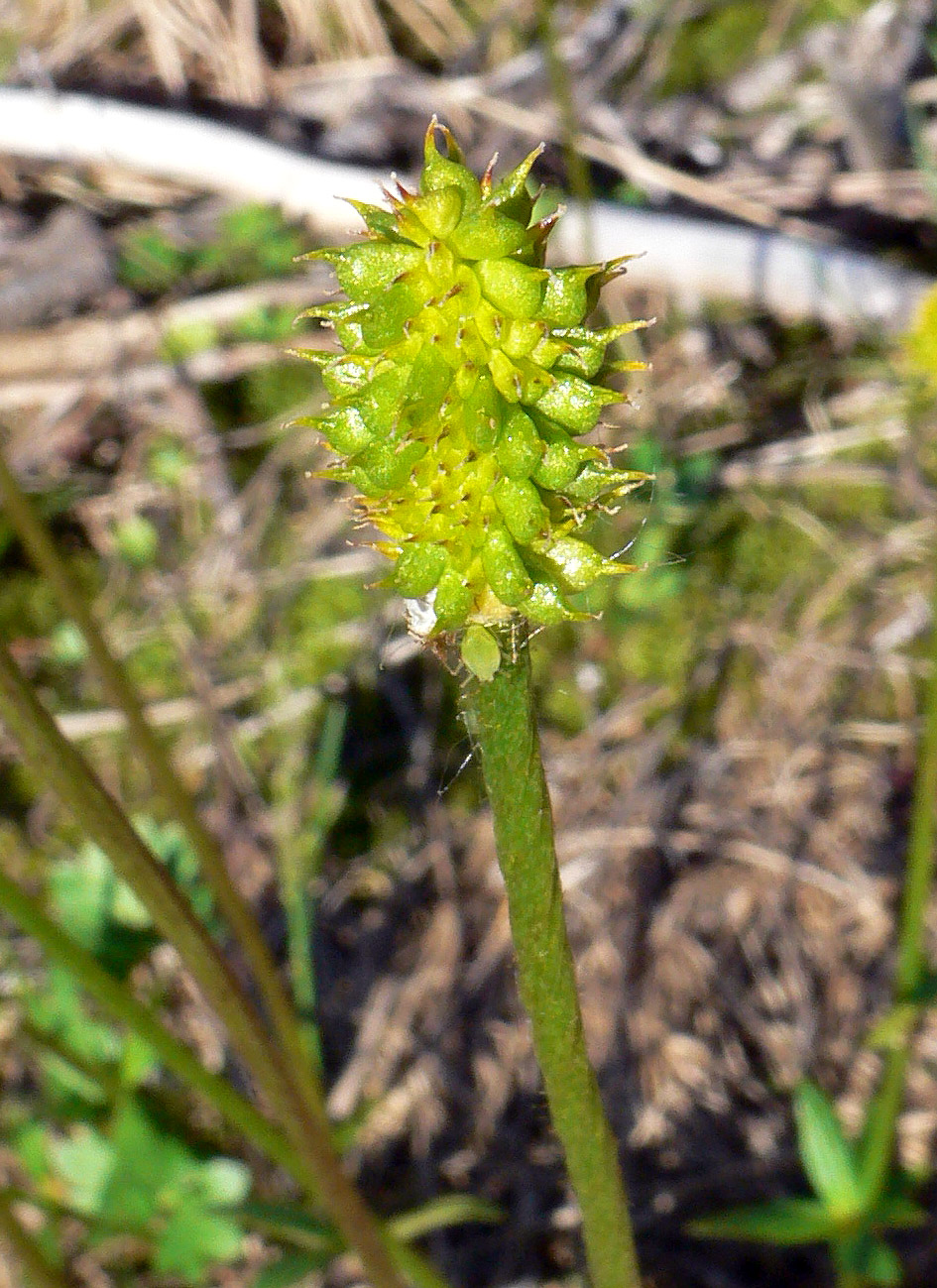 Image of genus Ranunculus specimen.