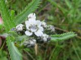 Achillea camtschatica. Верхушка цветущего растения. Камчатка, Олюторский зал., побережье лагуны Тинтикун, сырой луг рядом с сероводородным источником. 11.07.2018.