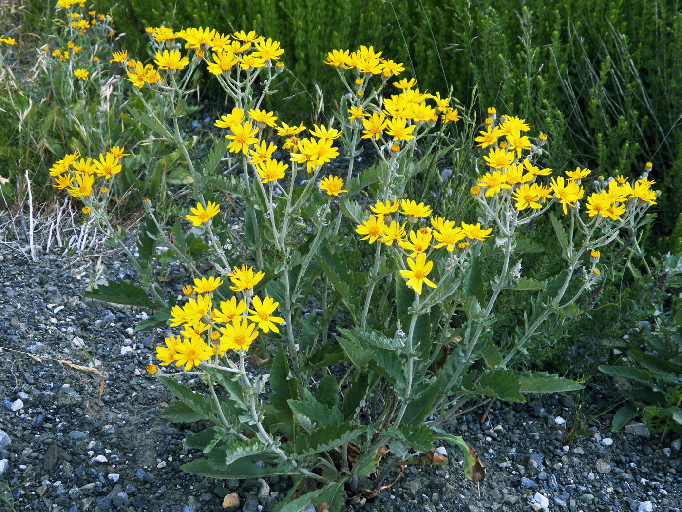 Image of Senecio renardii specimen.