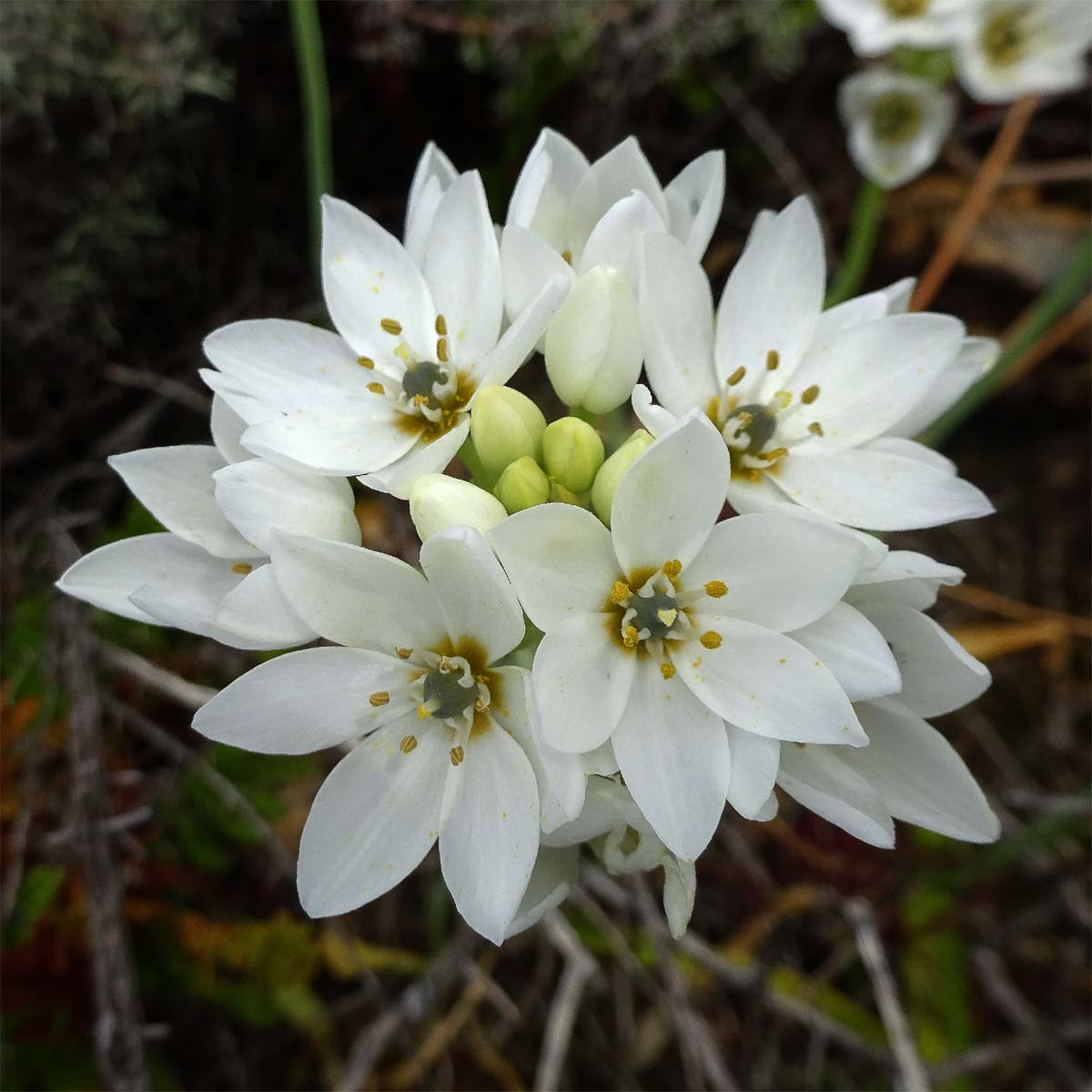 Image of Ornithogalum thyrsoides specimen.