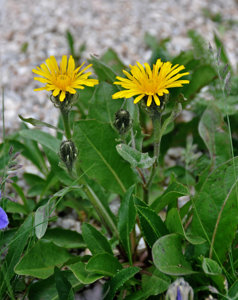 Image of Crepis chrysantha specimen.