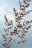Calamagrostis epigeios