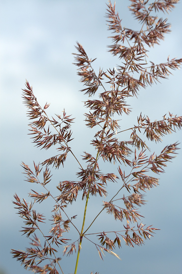 Изображение особи Calamagrostis epigeios.