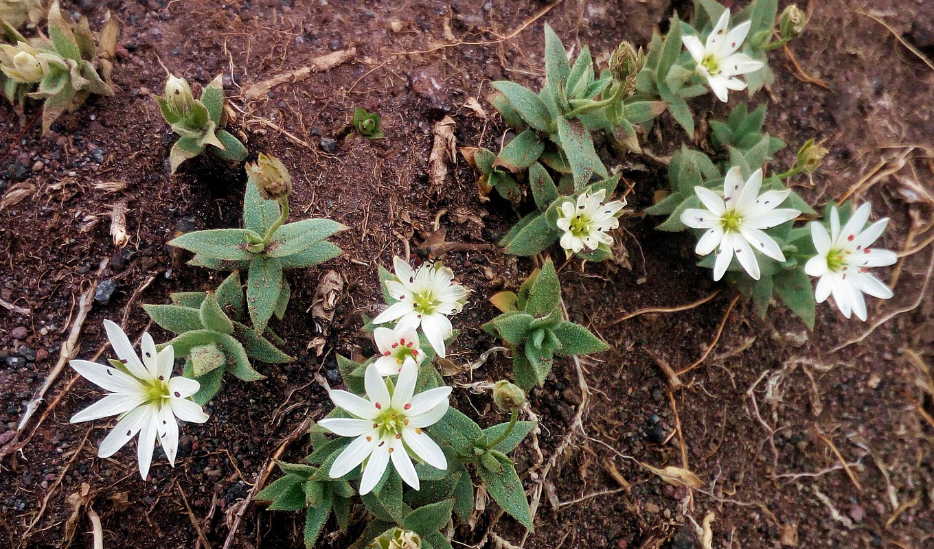 Изображение особи Stellaria eschscholtziana.