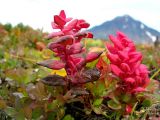 Vaccinium vulcanorum. Побеги, поражённые грибом из рода Exobasidium. Камчатский край, Елизовский район, природный парк \"Вулканы Камчатки\", Авачинский перевал, кустарничковая тундра на выс. 950 м н.у.м. 12.09.2006.
