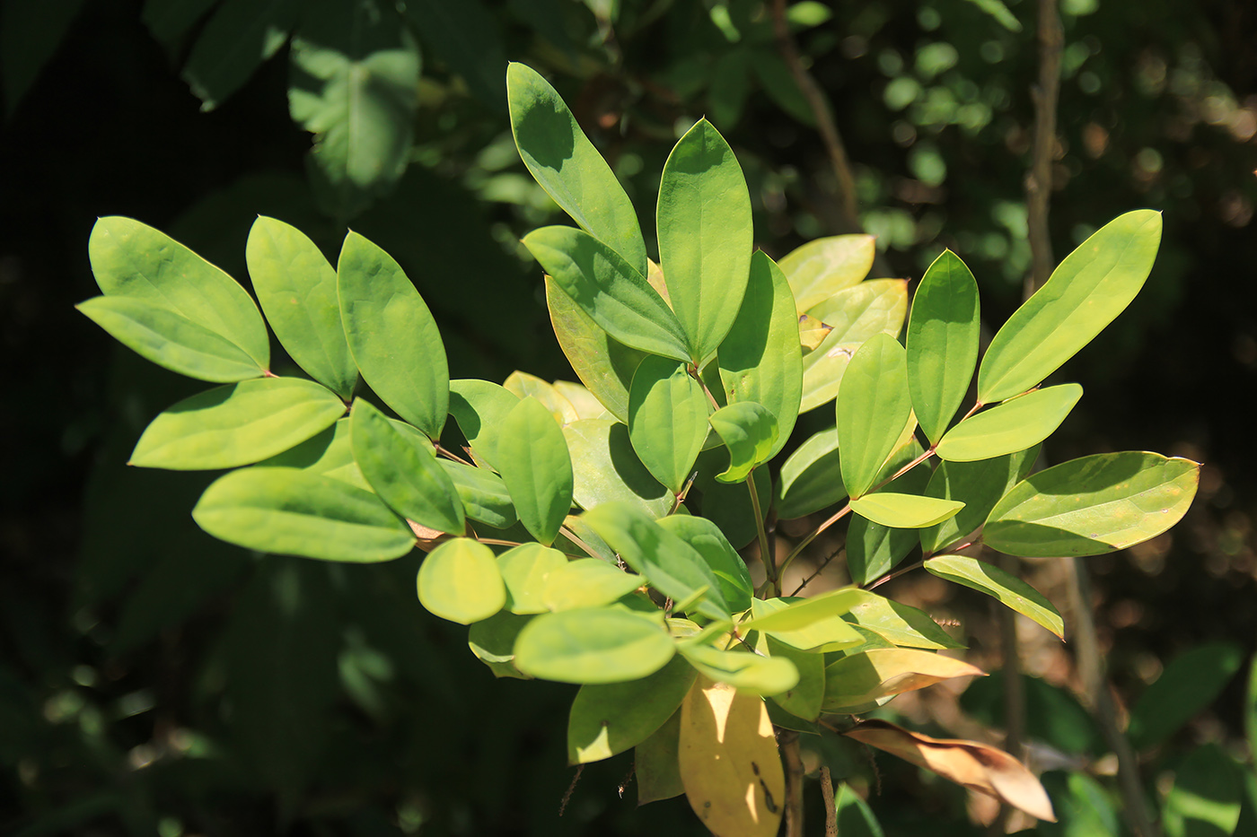 Image of genus Mahonia specimen.