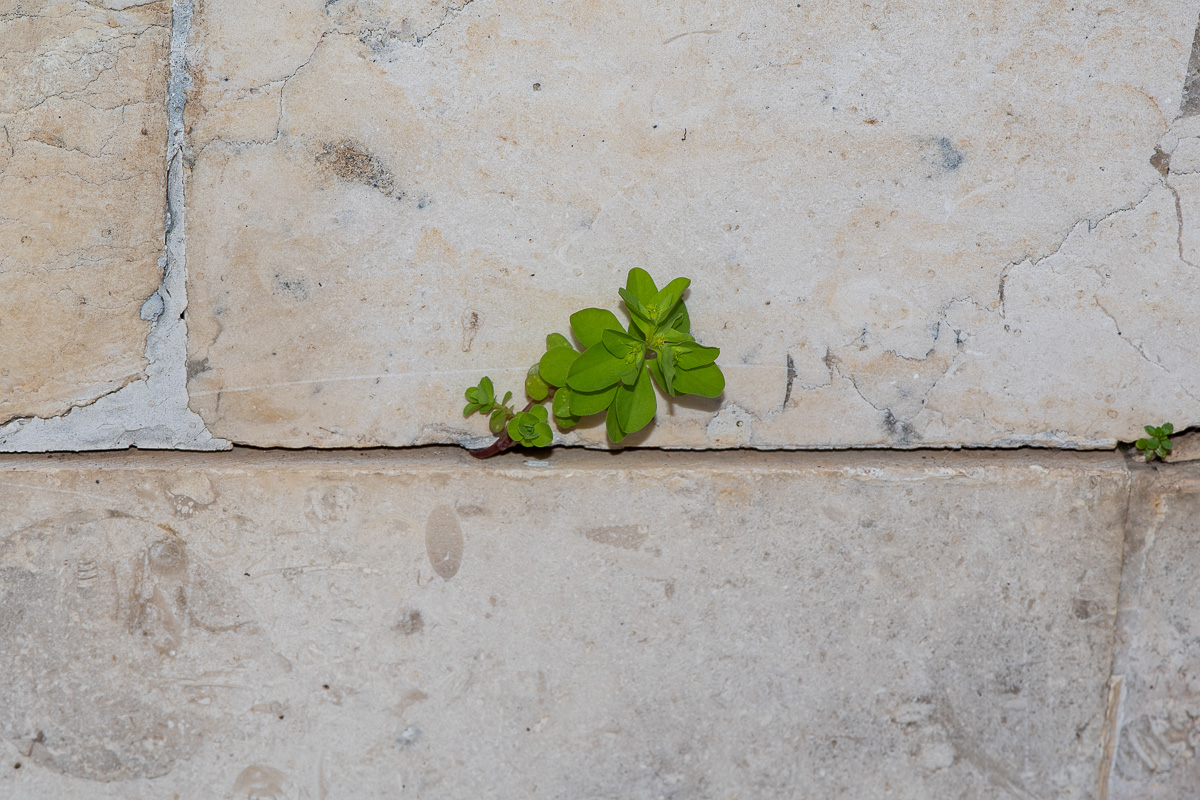 Image of Euphorbia peplus specimen.