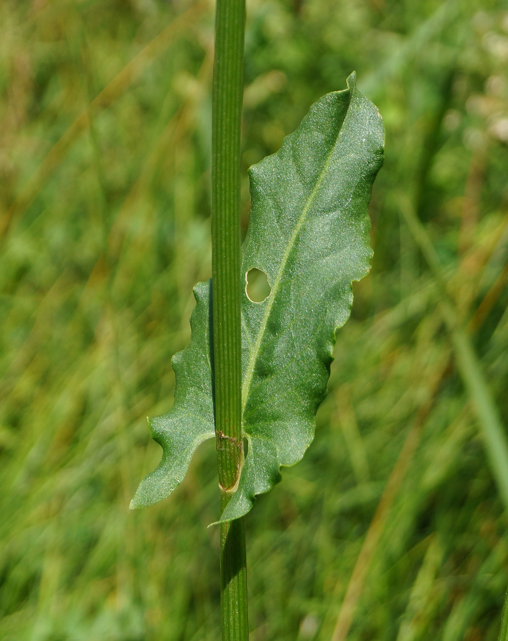 Изображение особи Rumex acetosa.