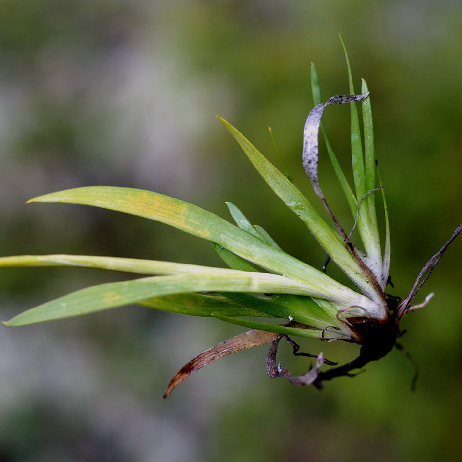 Image of Tofieldia cernua specimen.