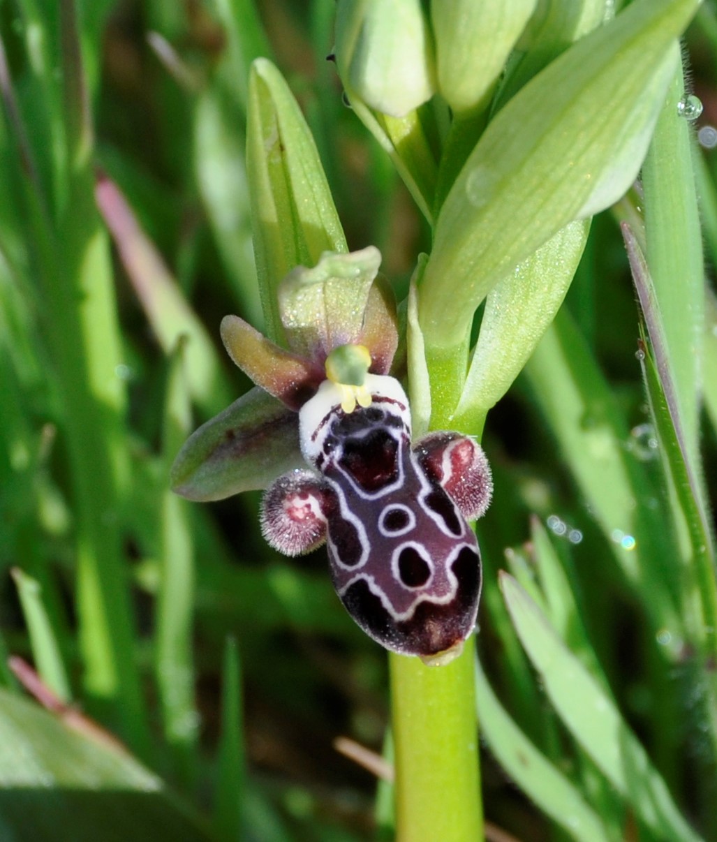 Image of Ophrys kotschyi specimen.