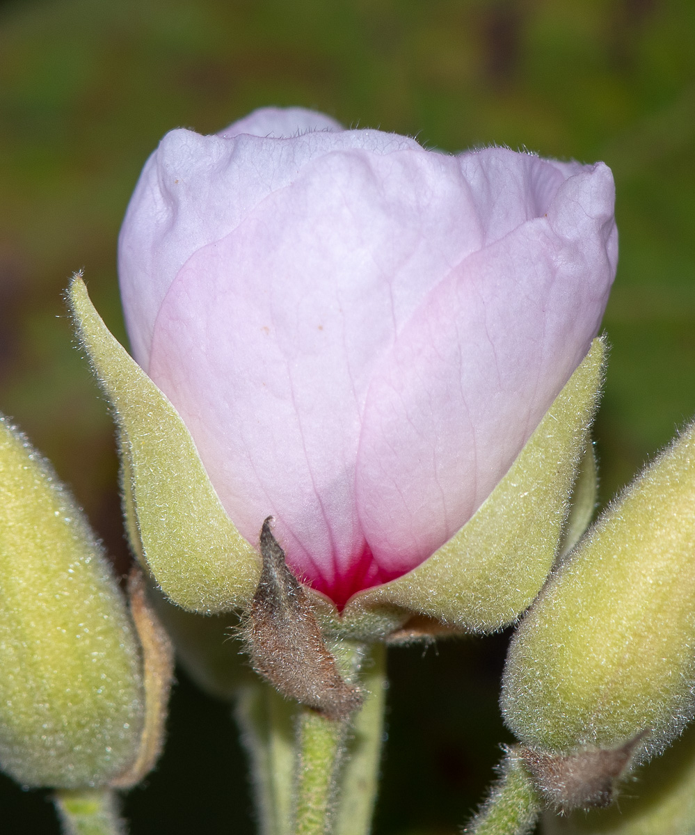 Изображение особи Dombeya burgessiae.