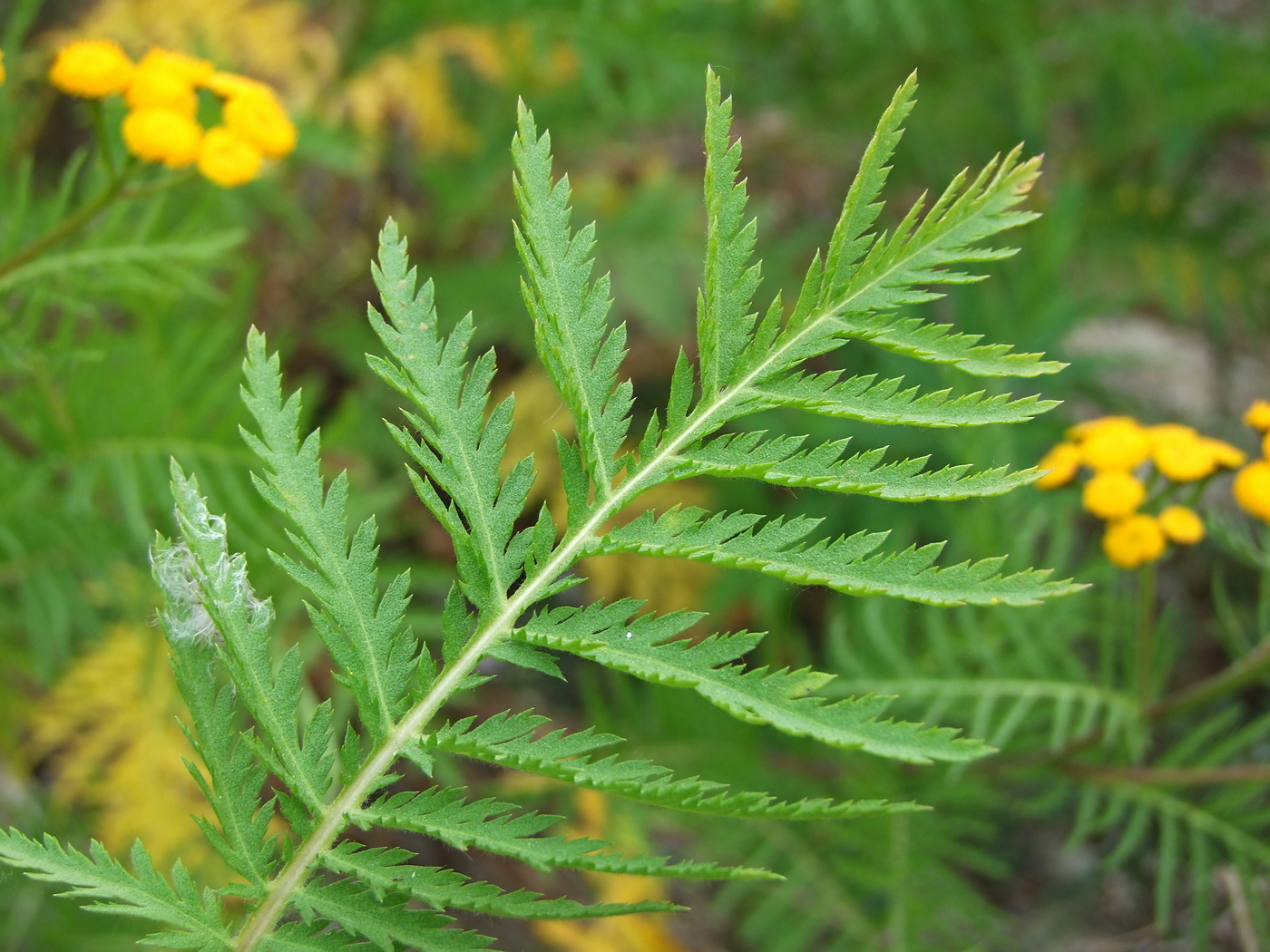 Изображение особи Tanacetum boreale.