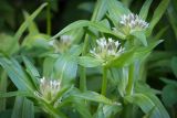 Gentiana cruciata. Верхушки зацветающих растений. Кировская обл., г. Киров, Ботанический сад Вятского государственного университета, в культуре. 31.07.2018.